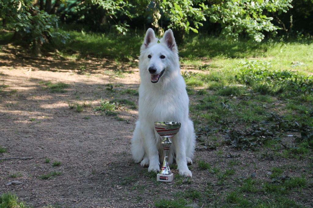 Farouk of trebons berger blanc - 1er excellent