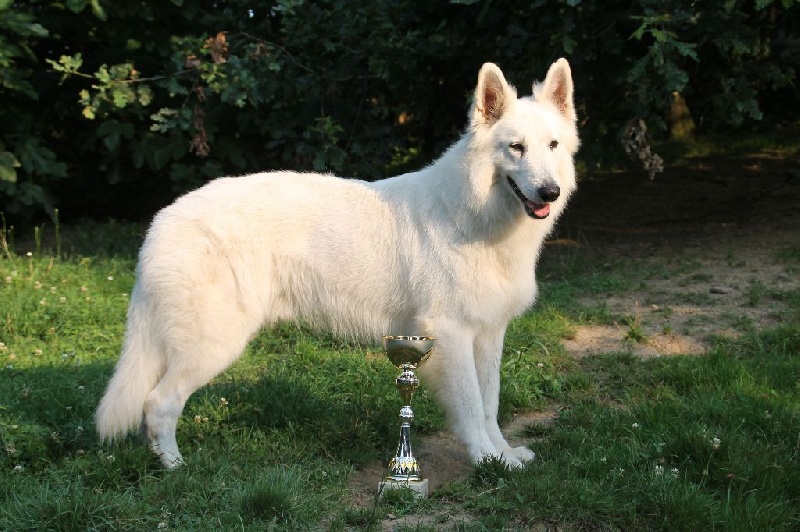 Farouk of trebons berger blanc - 1er excellent CACS