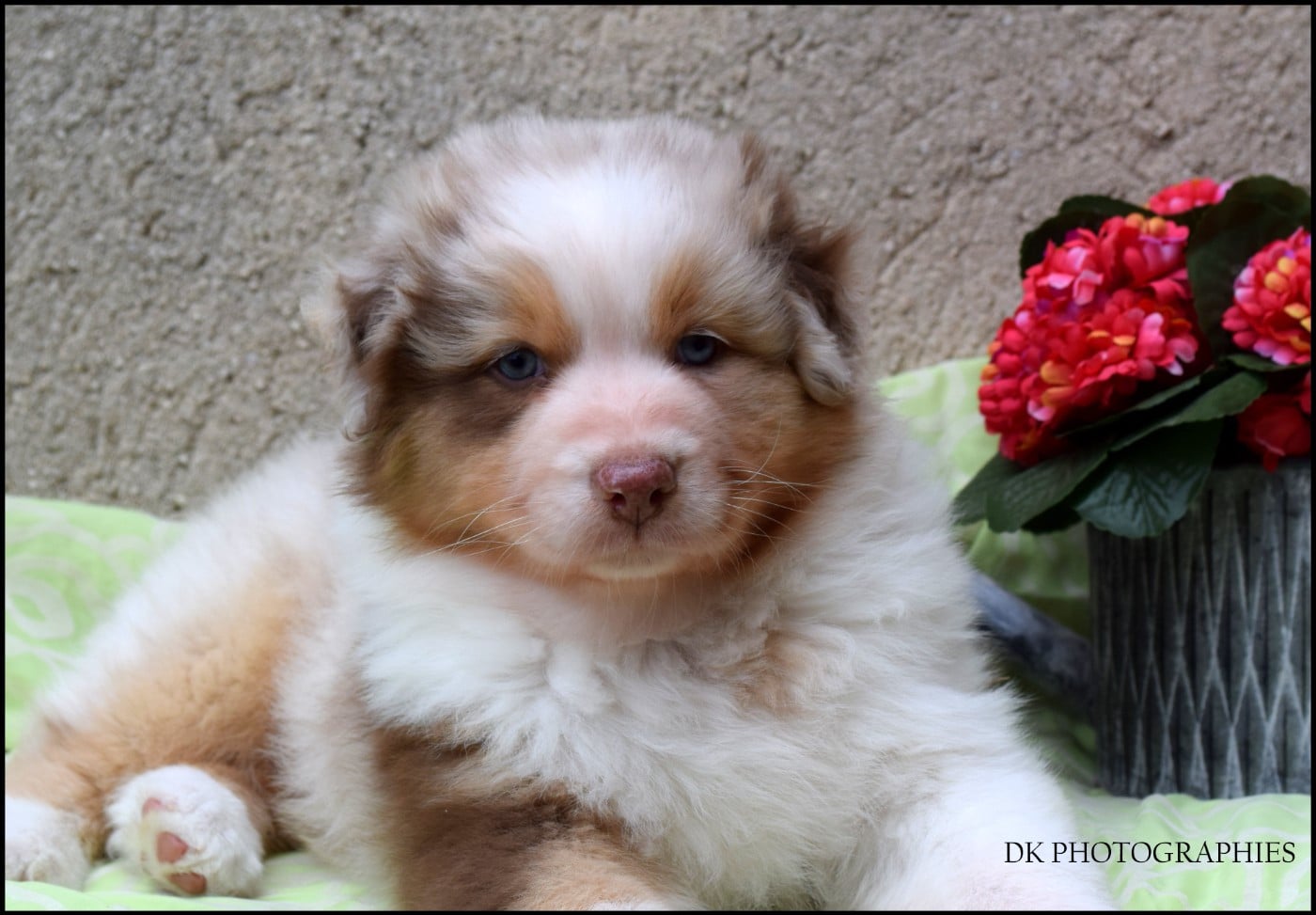 BRAVEHEART LITTLE KING