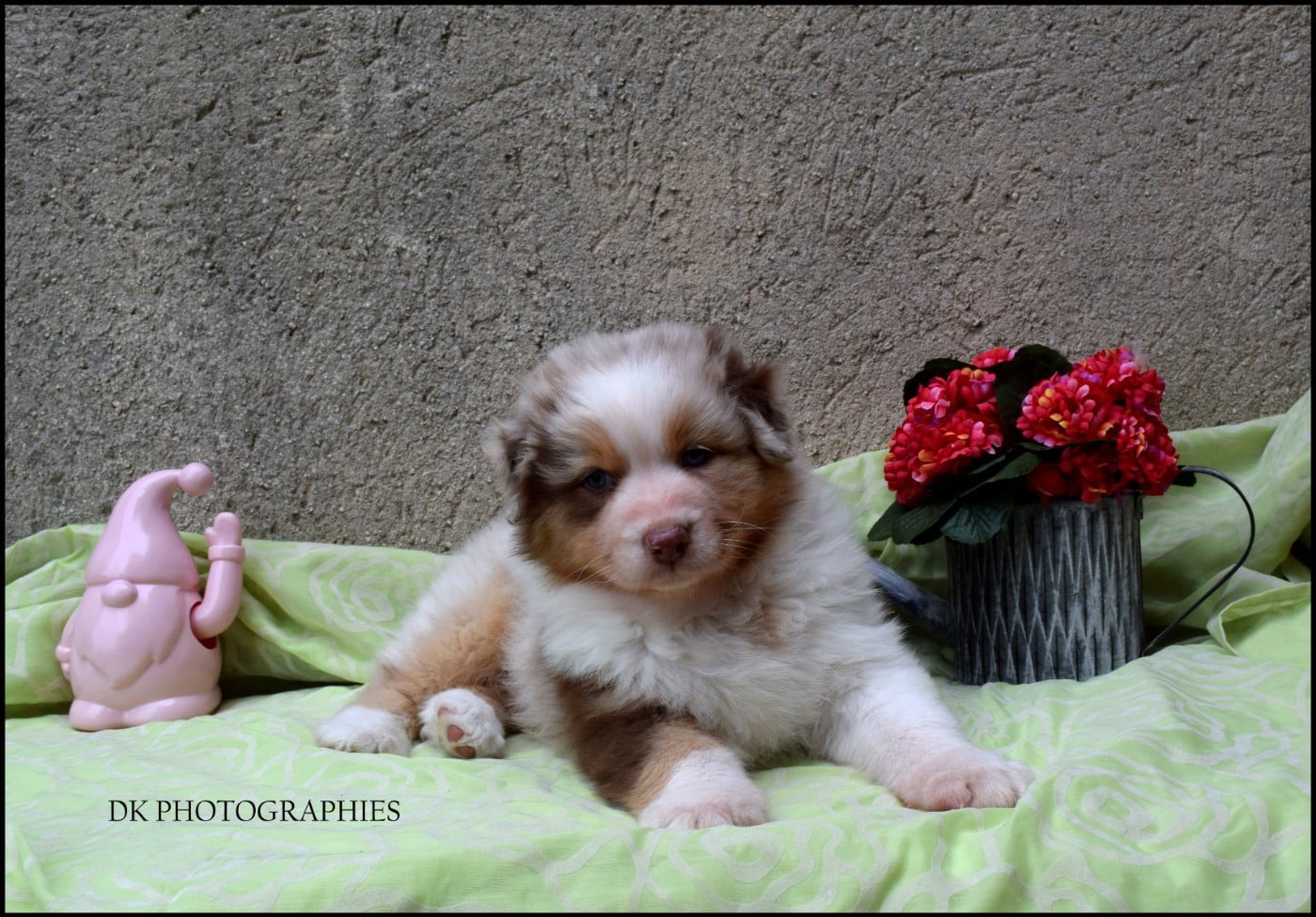 BRAVEHEART LITTLE KING