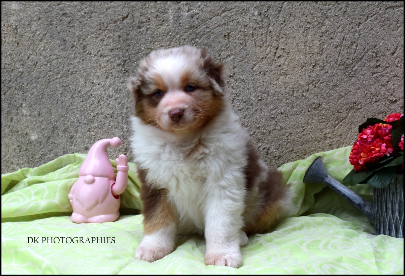 BRAVEHEART LITTLE KING