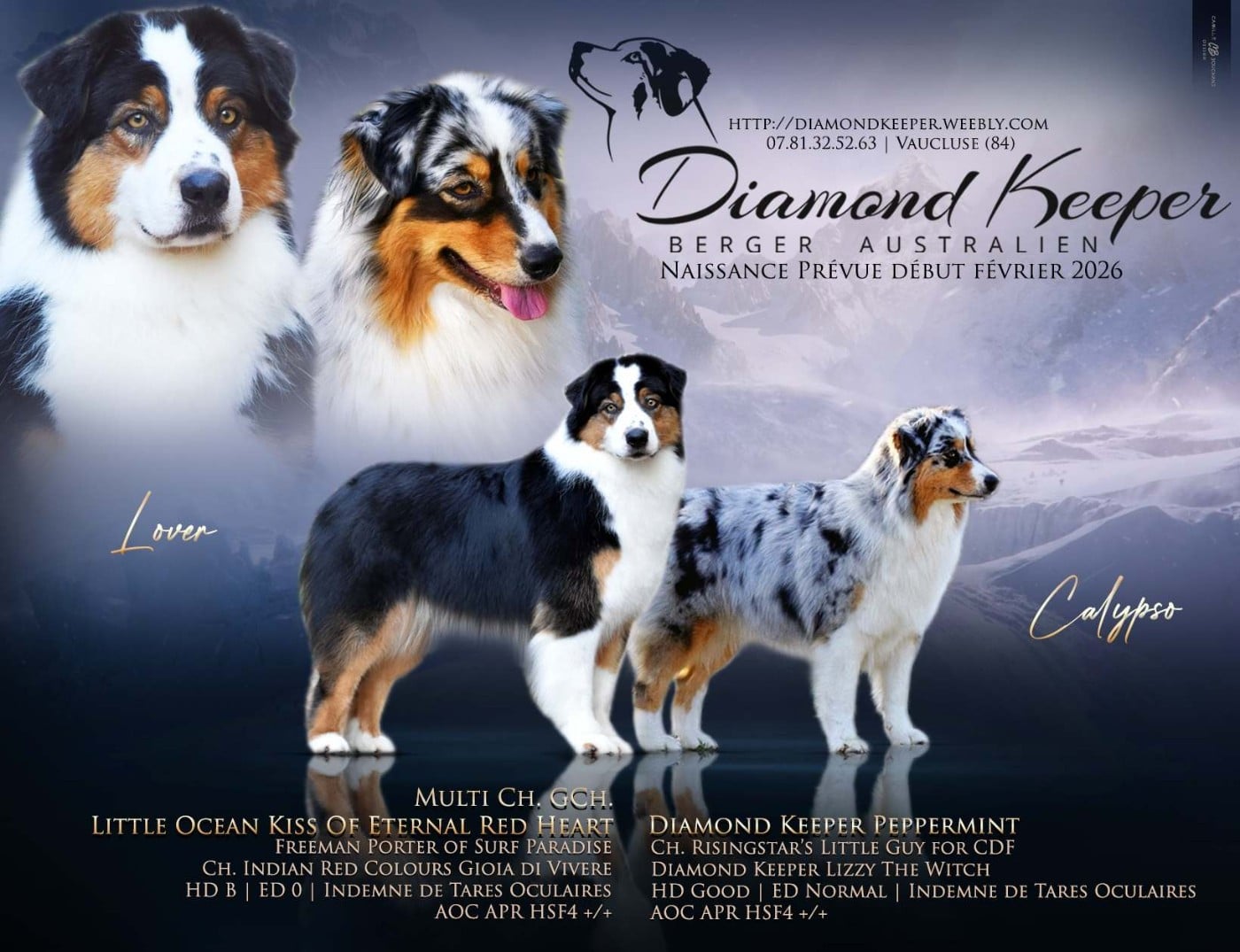 Berger Australien - Diamond Keeper