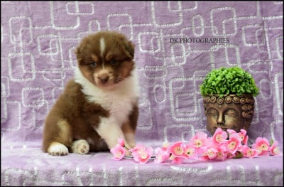 Les chiots de Berger Australien