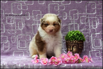 Les chiots de Berger Australien