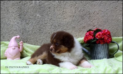 Les chiots de Berger Australien