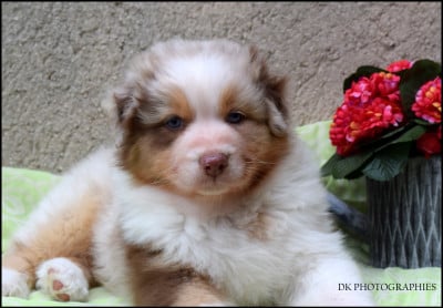 Les chiots de Berger Australien