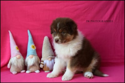 Les chiots de Berger Australien