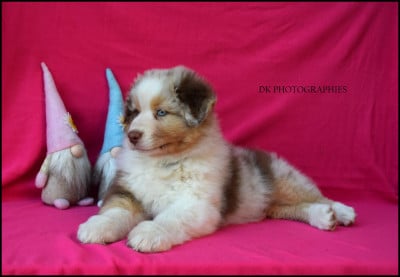 Les chiots de Berger Australien