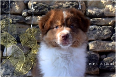Les chiots de Berger Australien