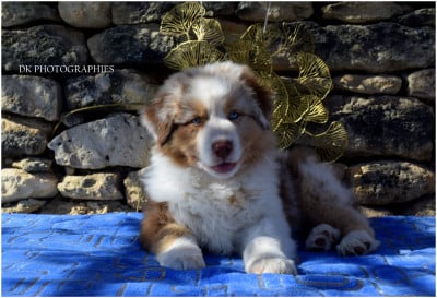 Les chiots de Berger Australien