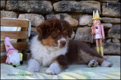 Les chiots de Berger Australien
