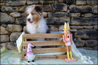 Les chiots de Berger Australien
