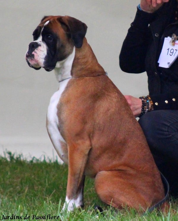 CH. ULINE des Jardins de Passiflore