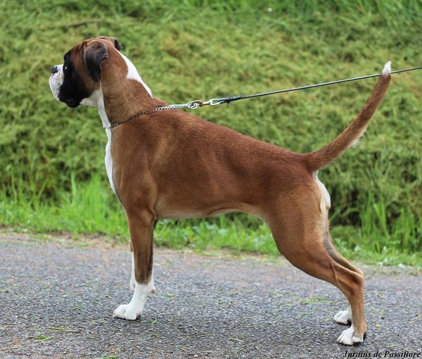 CH. ULINE des Jardins de Passiflore