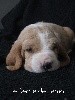 - Vidéo: fan de nos p'tit Bassets