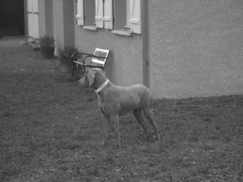 Publication : De la marina de fiumalto Auteur : le cercle de léma