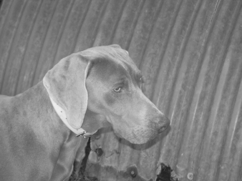 Publication : De la marina de fiumalto Auteur : le cercle de léma