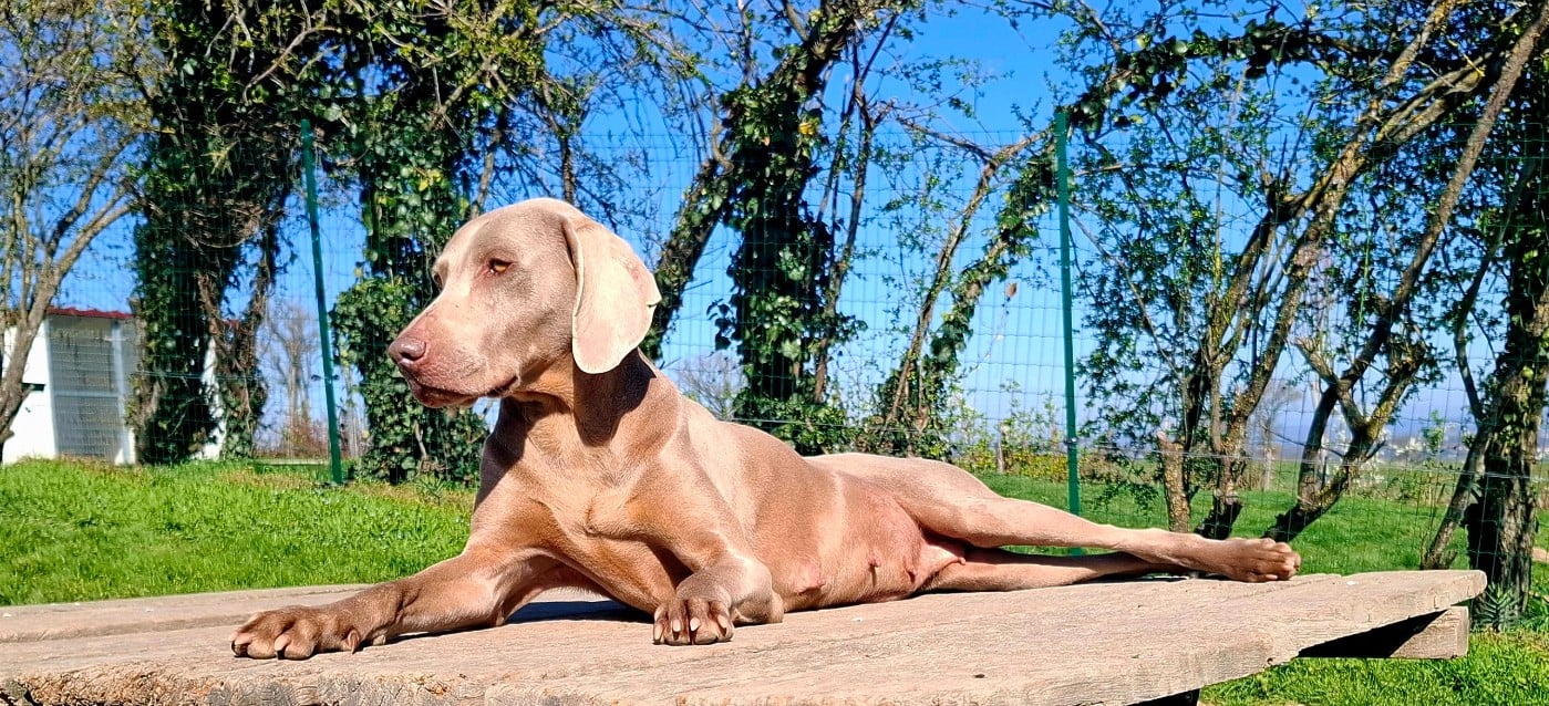 Philippines Du Cercle De Léma