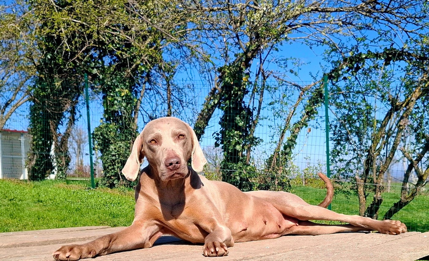 Philippines Du Cercle De Léma