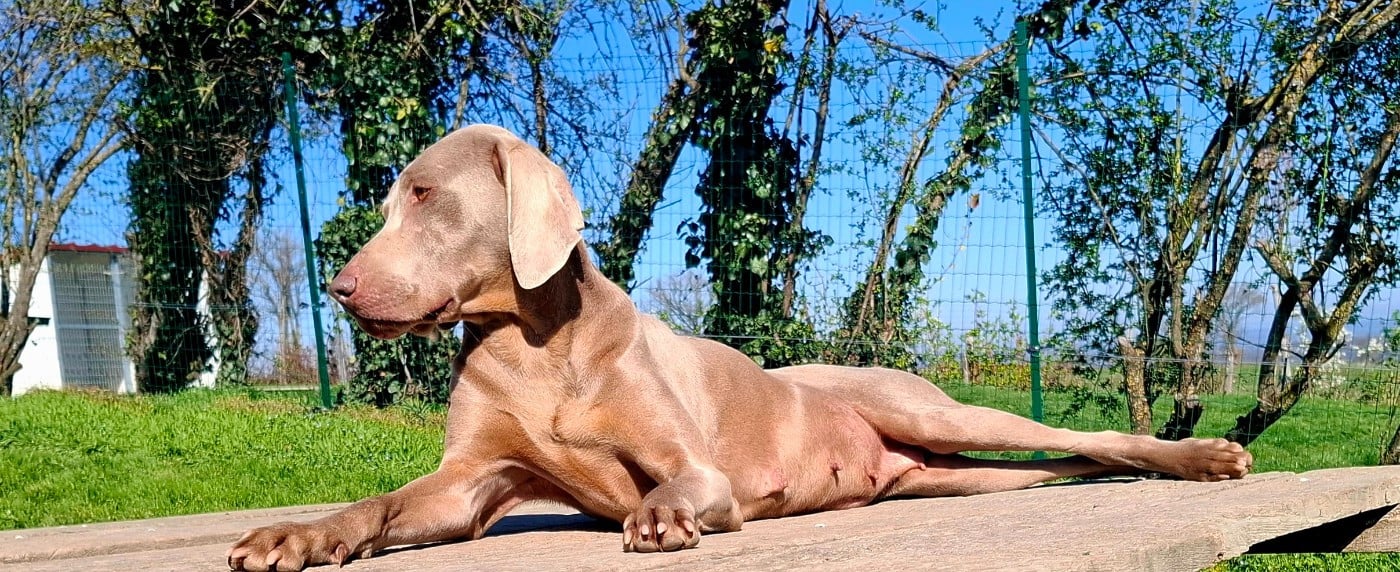 Philippines Du Cercle De Léma