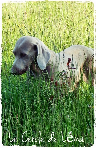 Publication : De la marina de fiumalto Auteur : le cercle de léma