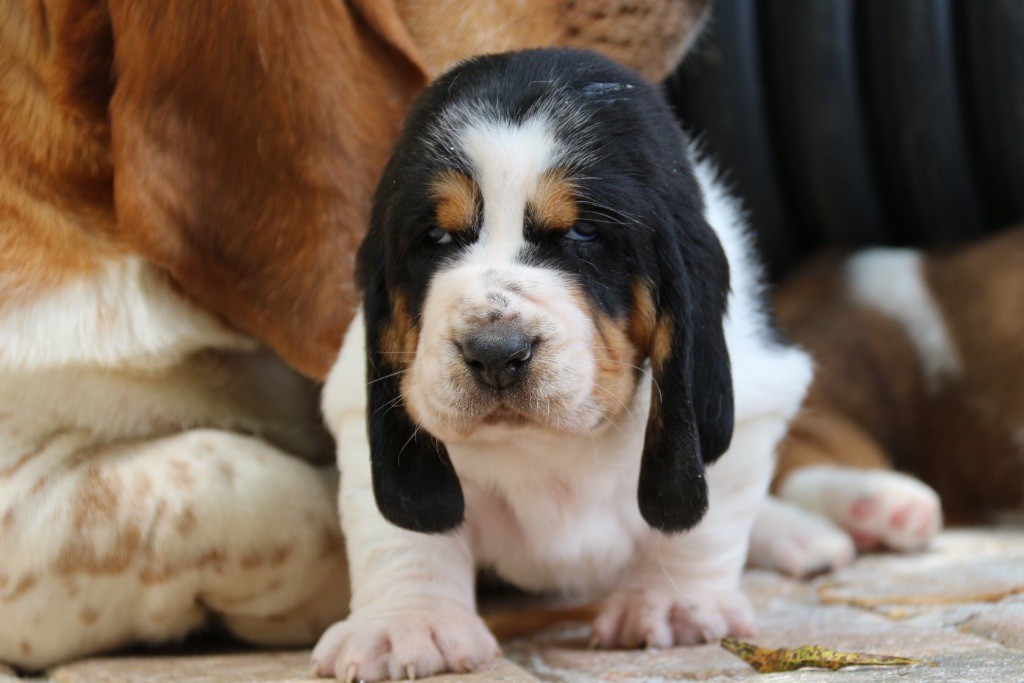 Publication : Du Cercle De Léma