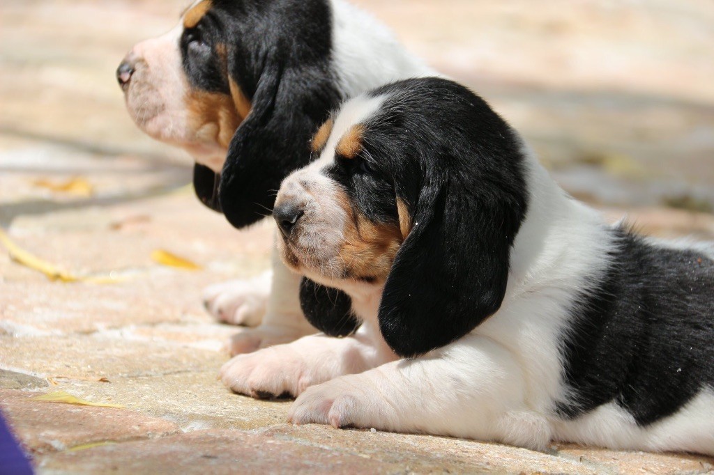 Publication : Du Cercle De Léma