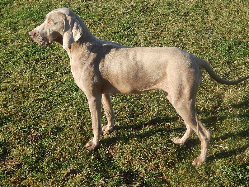 Publication : De la marina de fiumalto Auteur : le cercle de léma