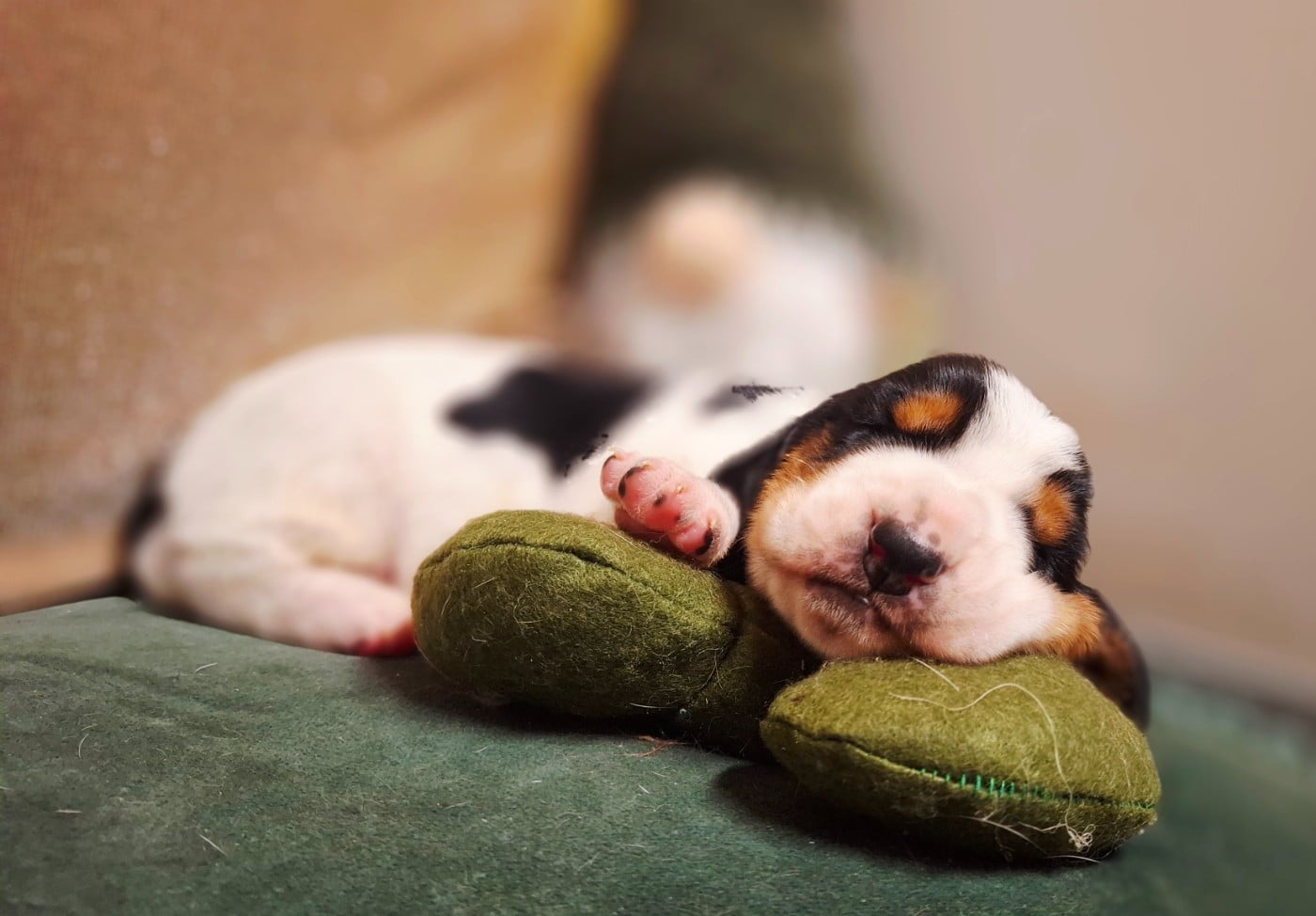 Basset Hound - Du Cercle De Léma