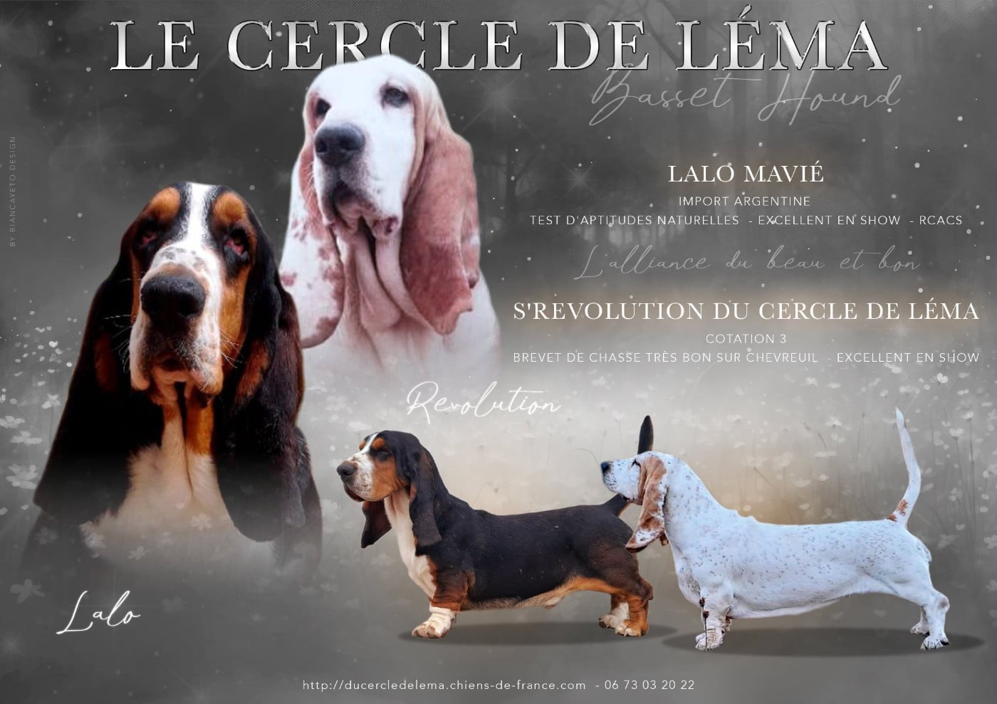 Basset Hound - Du Cercle De Léma