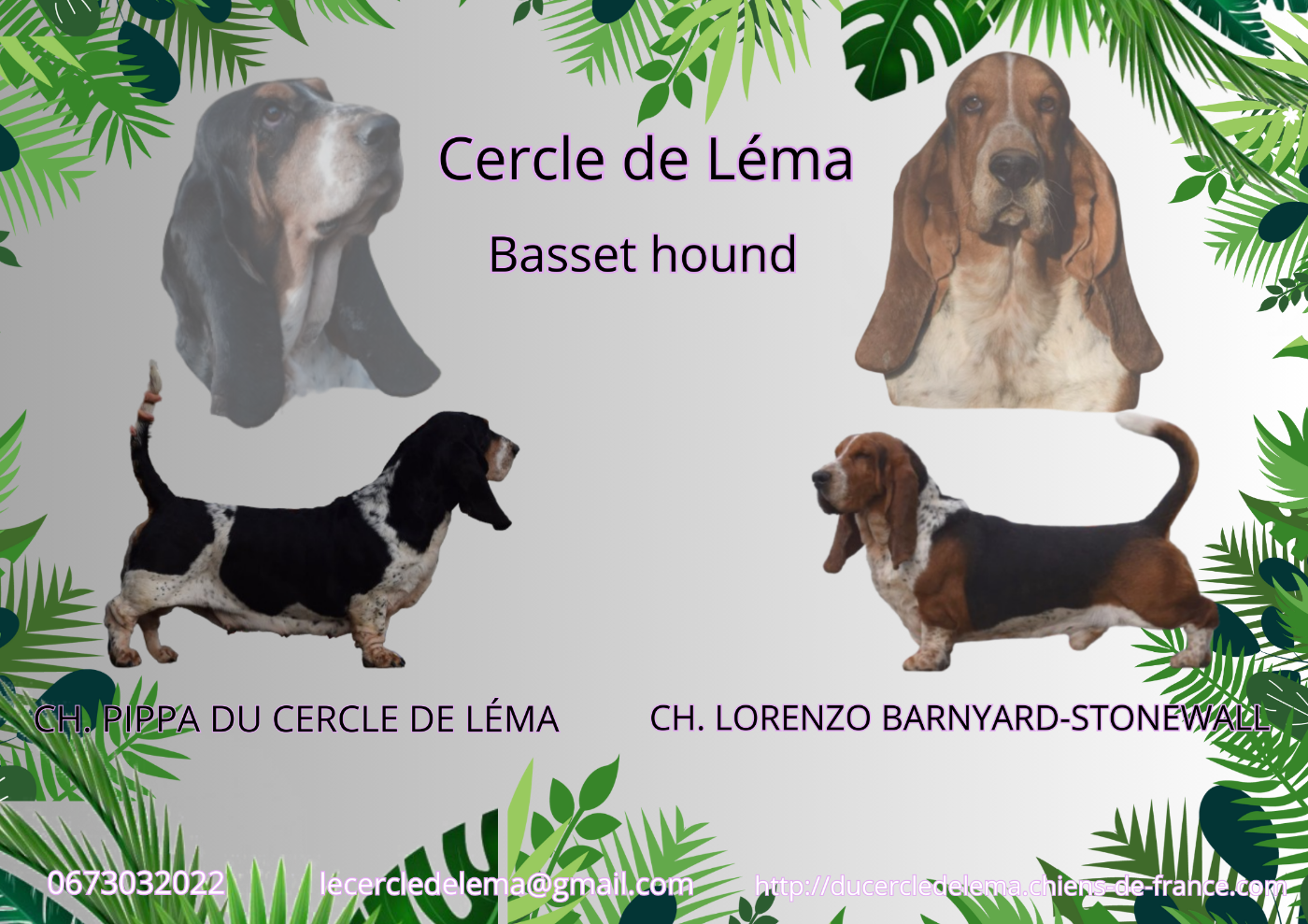 CHIOT 2 - Basset Hound