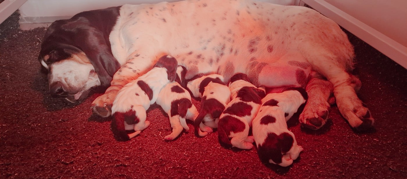 CHIOT 5 - Basset Hound