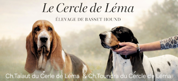 Basset Hound - Du Cercle De Léma