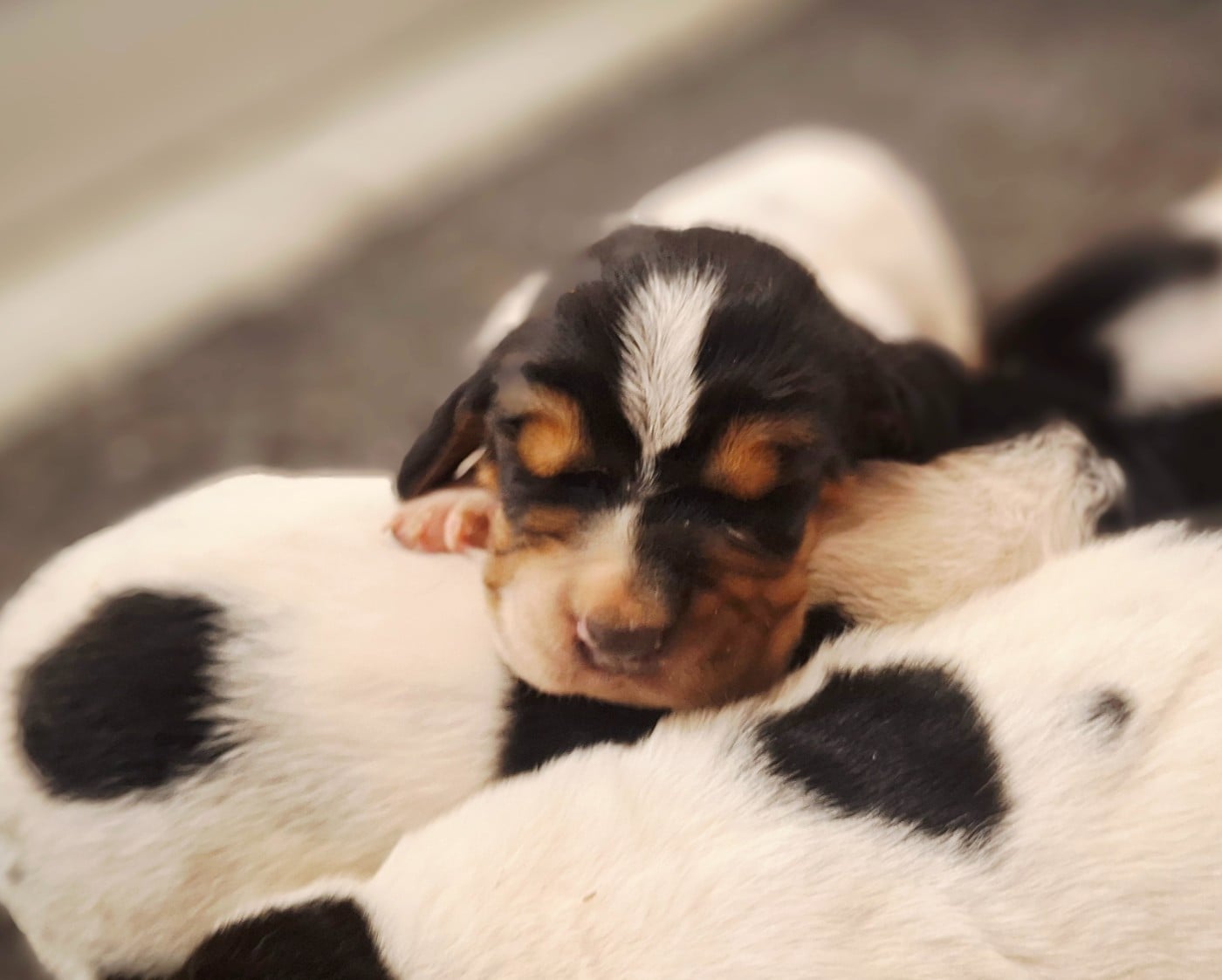 CHIOT 3