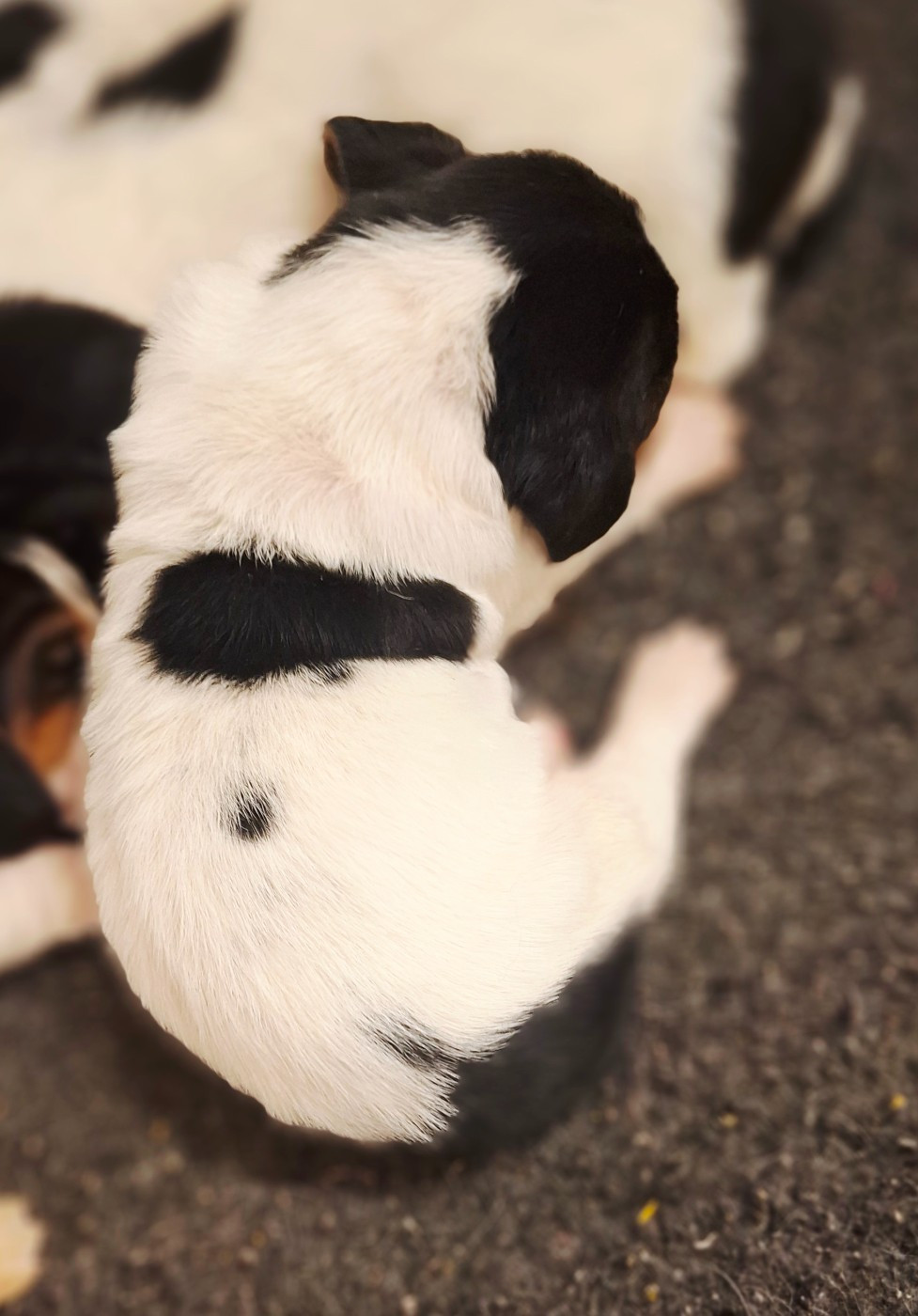 CHIOT 3