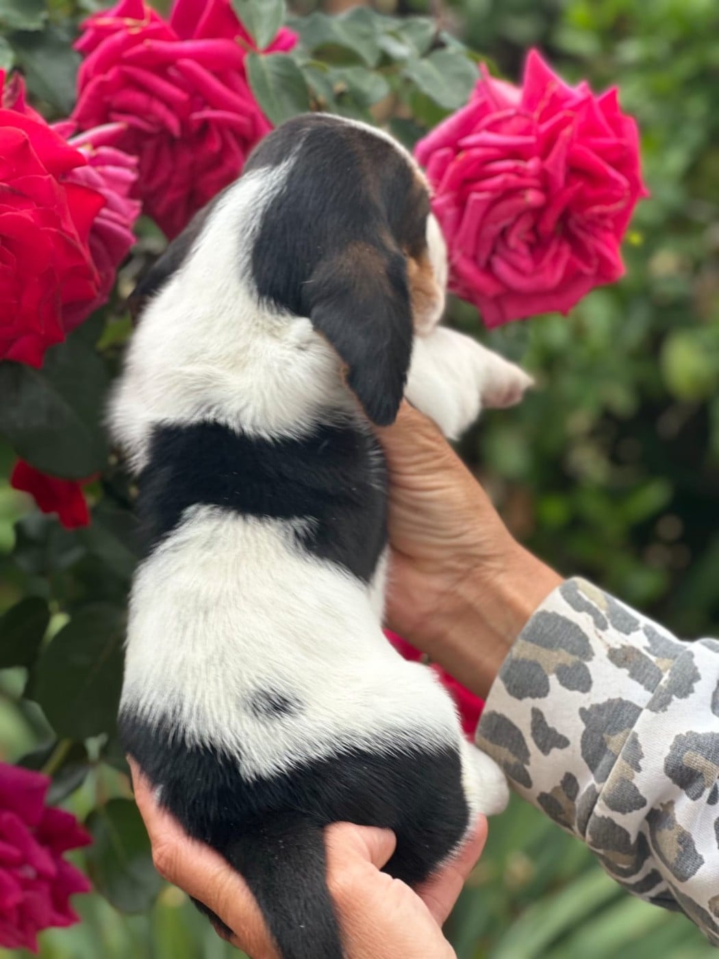 CHIOT 5