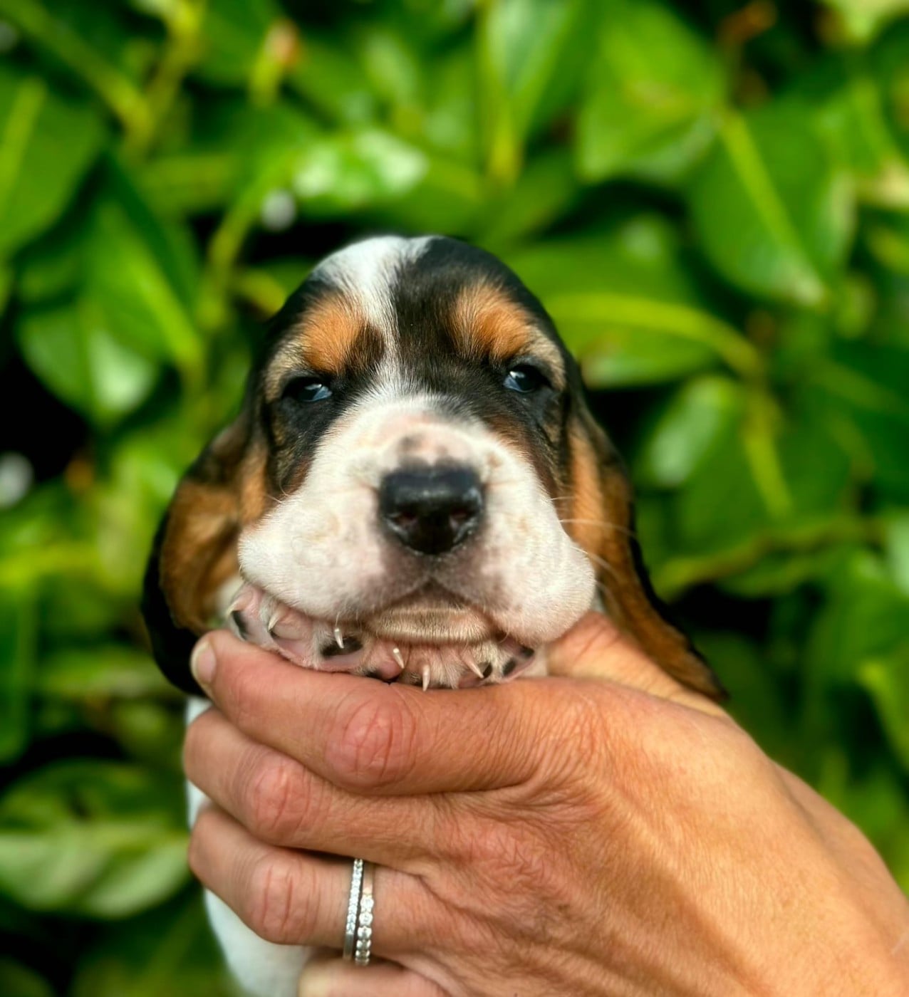 CHIOT 2