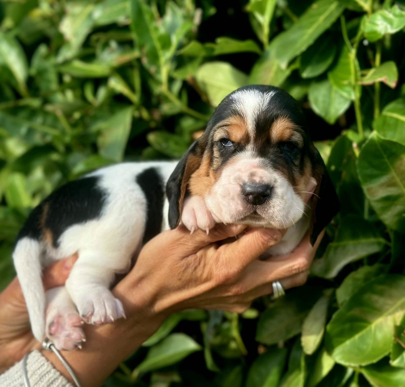 CHIOT 2
