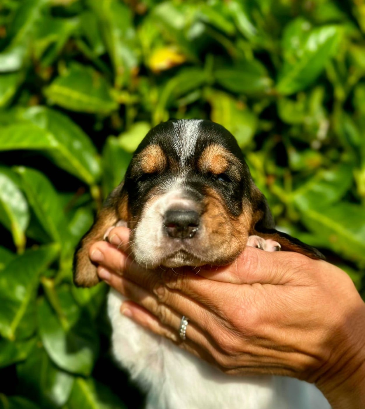 CHIOT 4