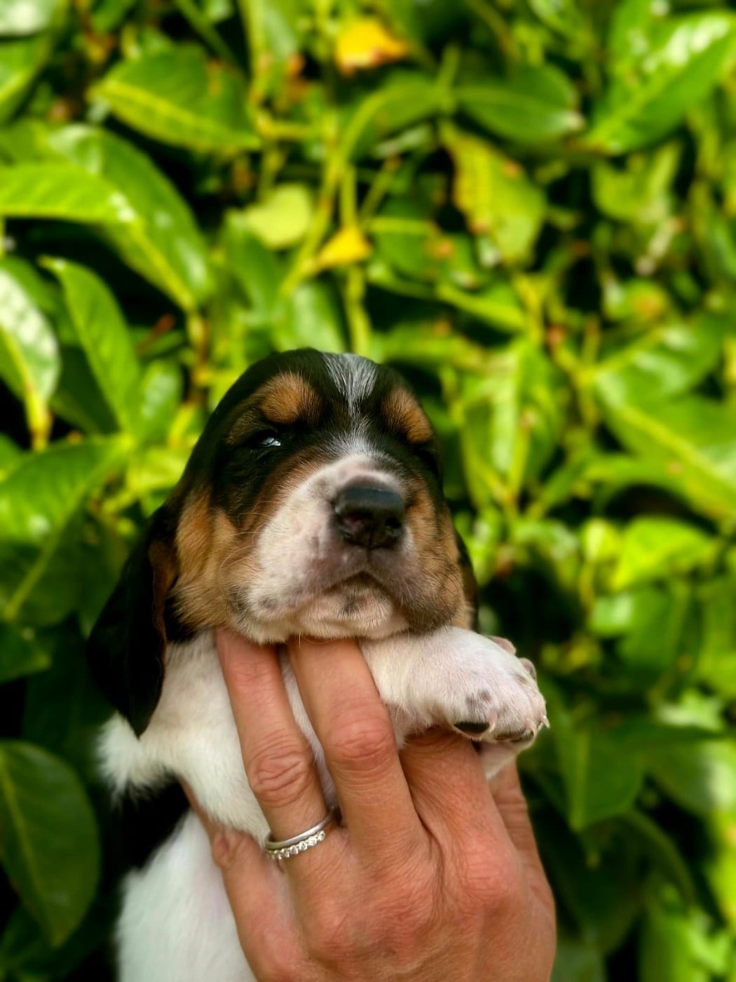 CHIOT 4