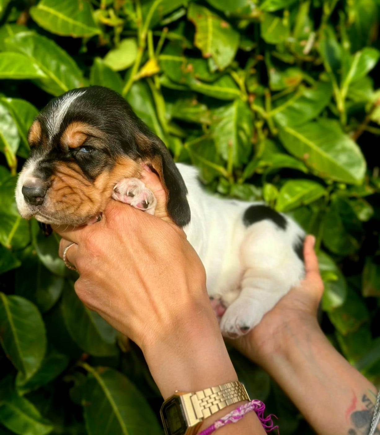 CHIOT 4