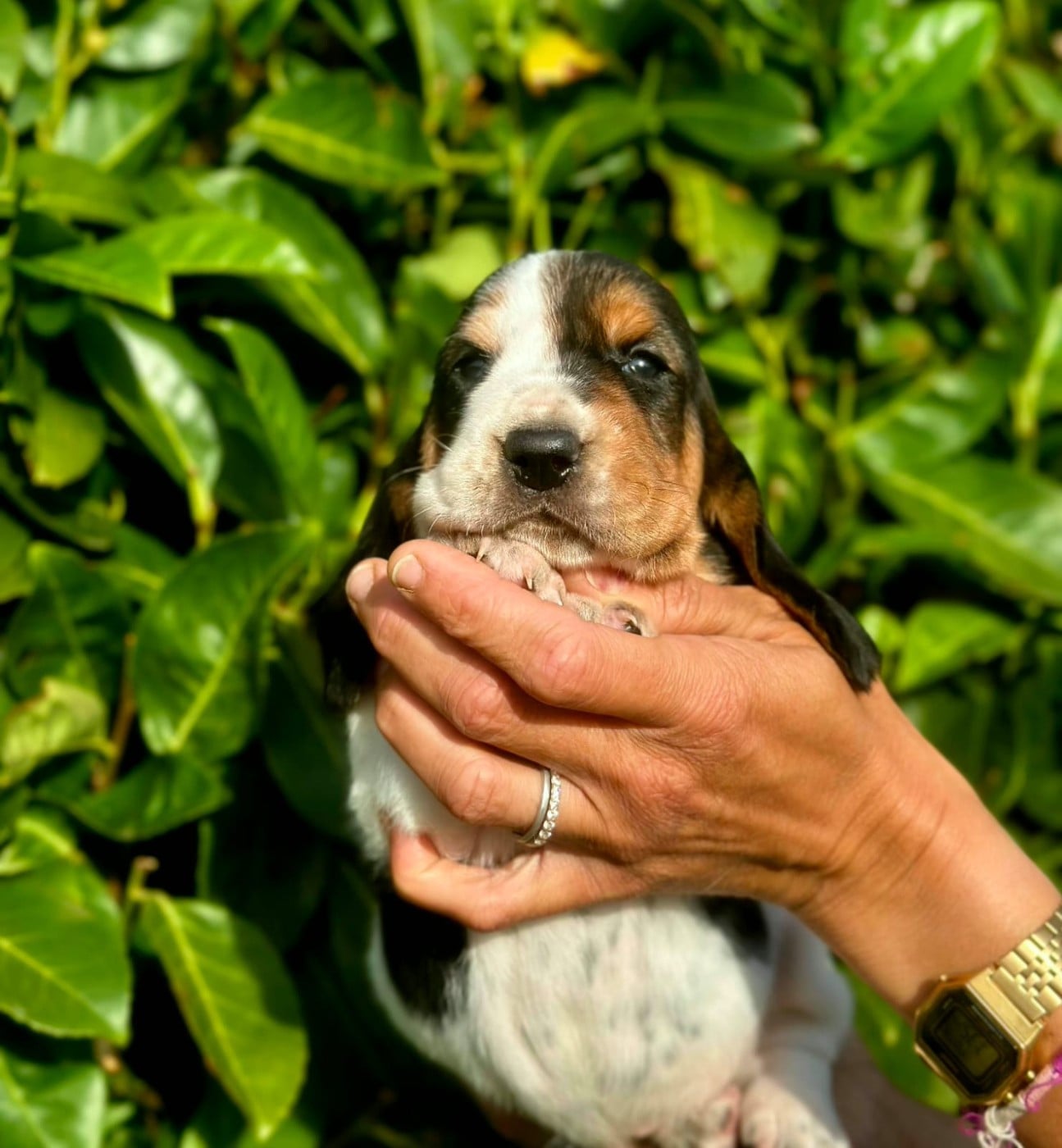 CHIOT 5