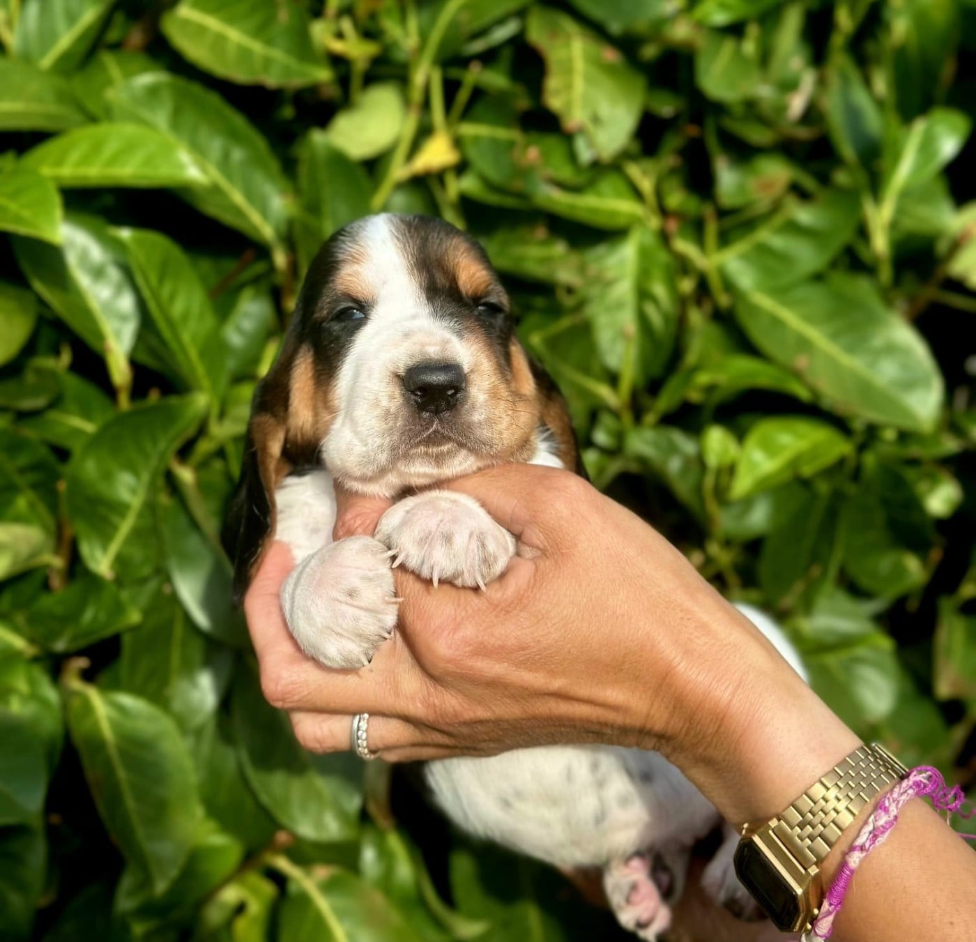 CHIOT 5