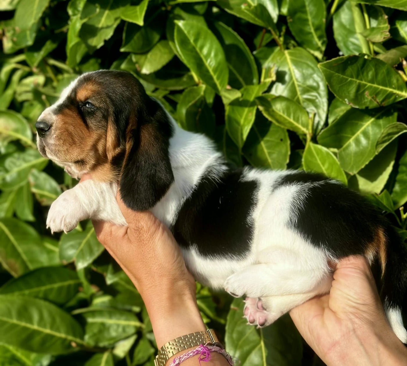 CHIOT 5