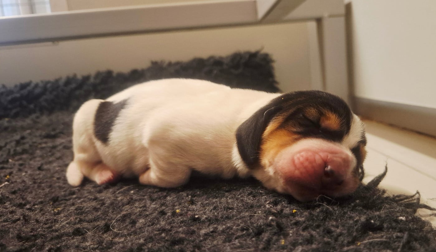 CHIOT 1 - Basset Hound