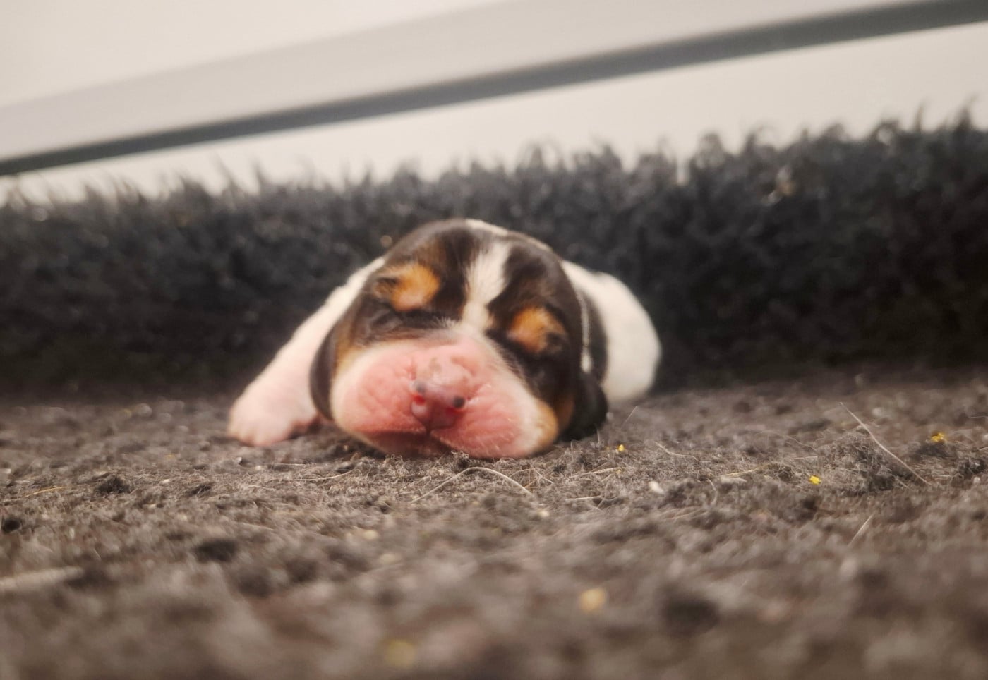 CHIOT 6 - Basset Hound