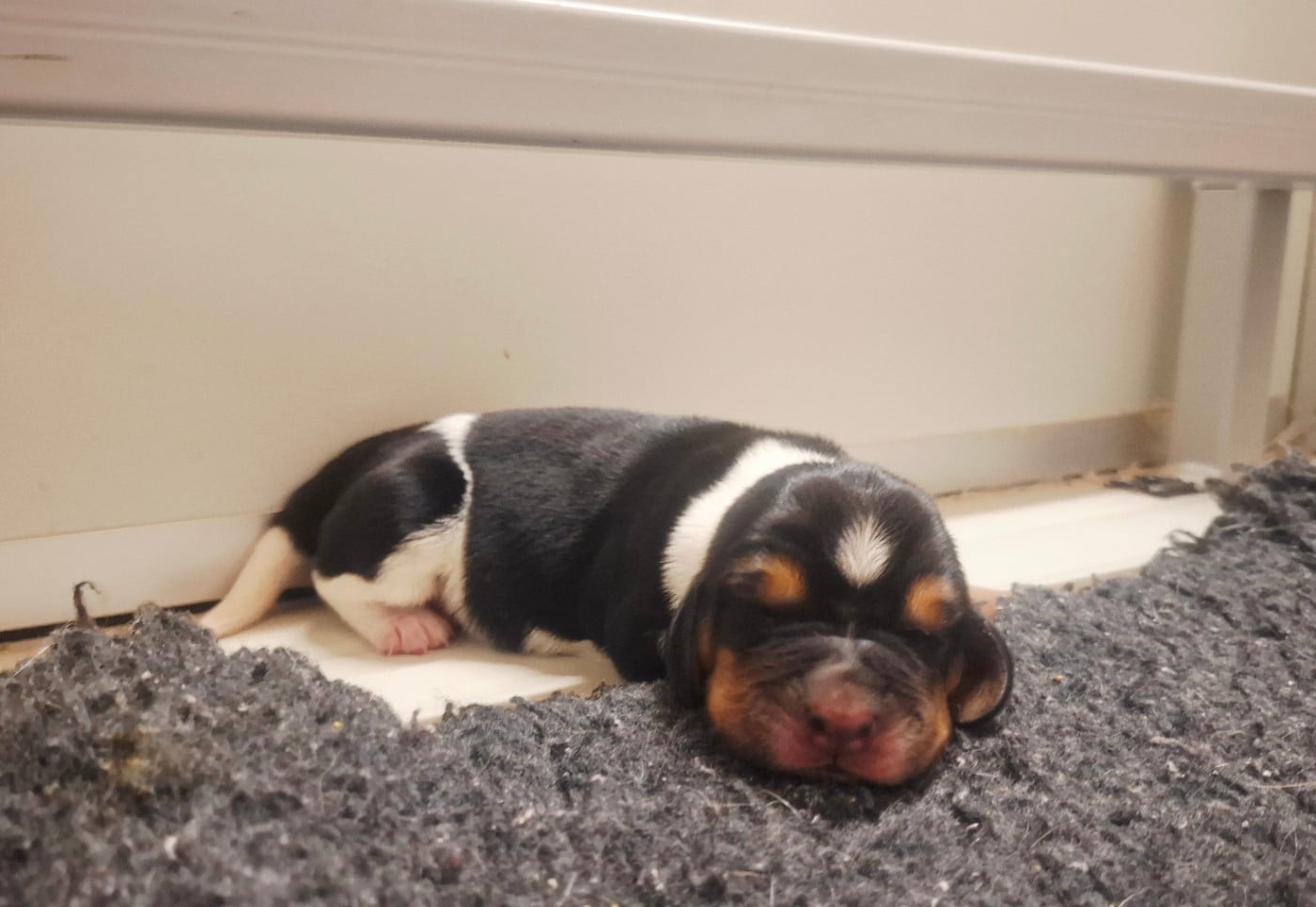 CHIOT 7 - Basset Hound