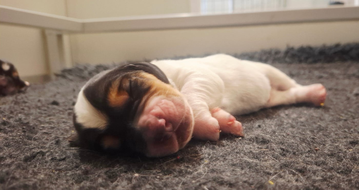CHIOT 9 - Basset Hound