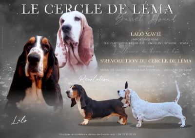 Les chiots de Basset Hound