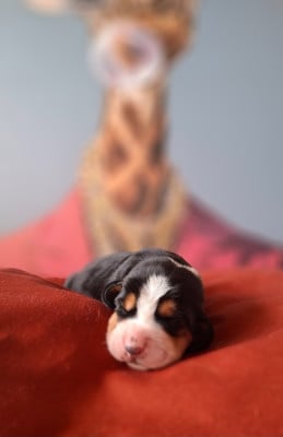 Les chiots de Basset Hound